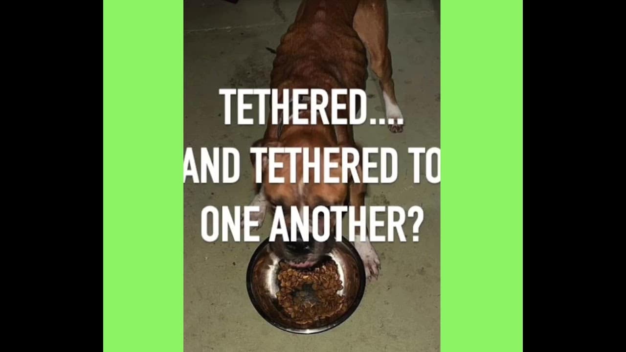 A dog is eating food from his bowl.