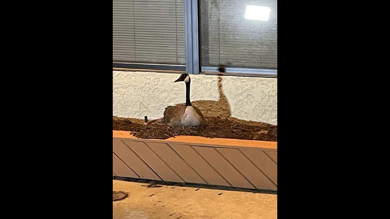 A goose sitting on top of some wood in front of a window.